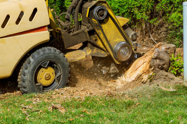 Best Tree Clearing Services  in Pike Creek Valley, DE